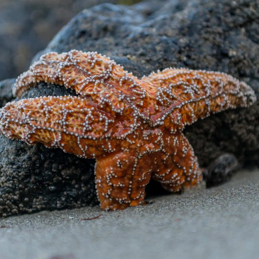 Explore Tidepools & Trails