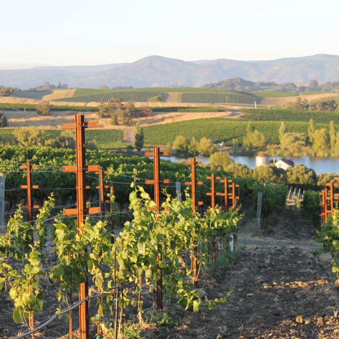 Go on a Wine Tour