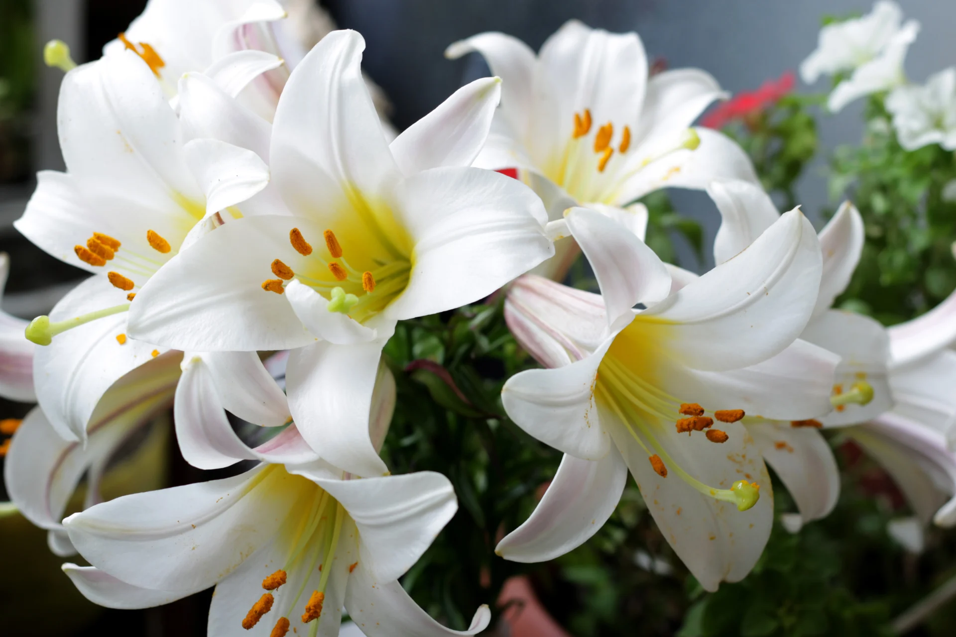 Formal Farewell Celebration of Life at The Cliffs